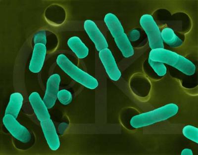 Camp Food bacteria