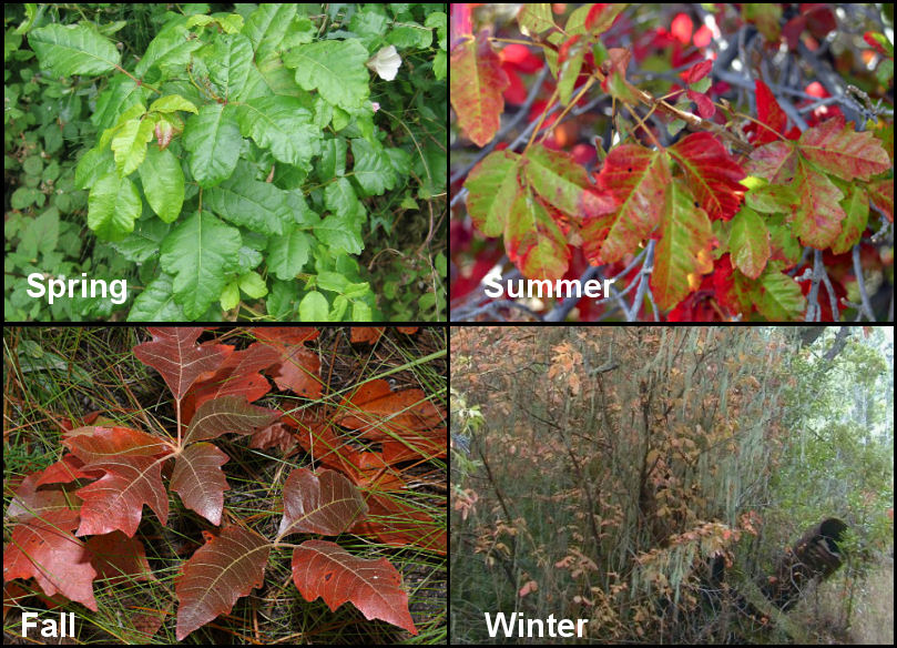 See enlarged image Poison Oak pictures spring summer fall winter