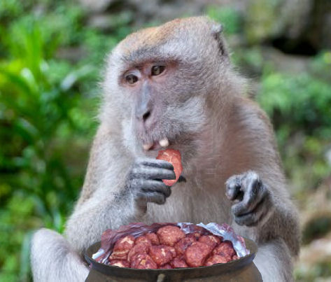 Monkey eating monkey bread