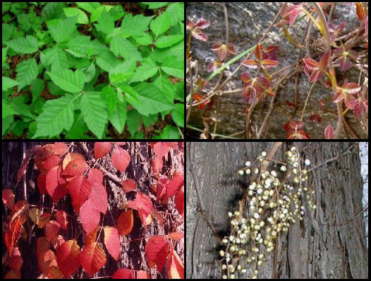 poison Ivy pictures