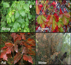 Poison Oak pictures spring summer fall winter