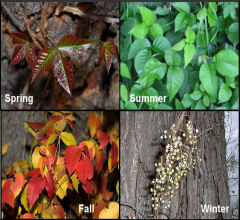 Poison Ivy Pictures Spring, Summer, Fall, Winter
