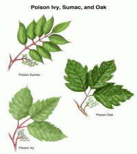 Poisonous Plants Poison Ivy, Oak, and Sumac