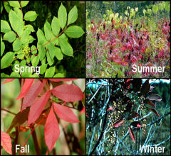 poison sumac pictures spring summer fall winter