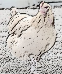 Chicken