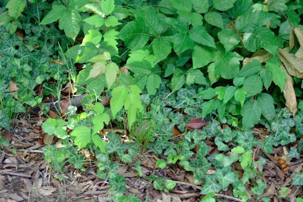 See enlarged image Poison Ivy on trail