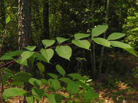 See enlarged image Poison Sumac Bush